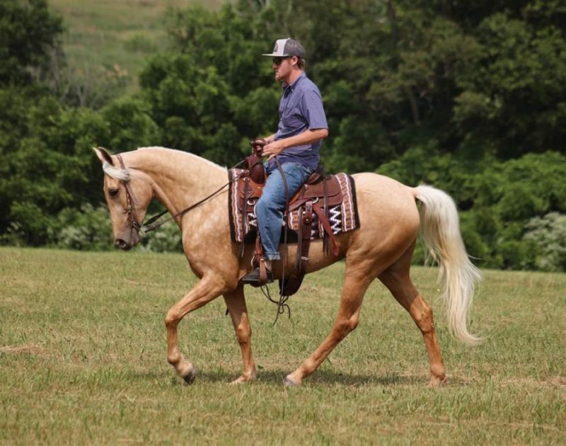 Man in a cap riding a palomino horse in an open field, trees in background.