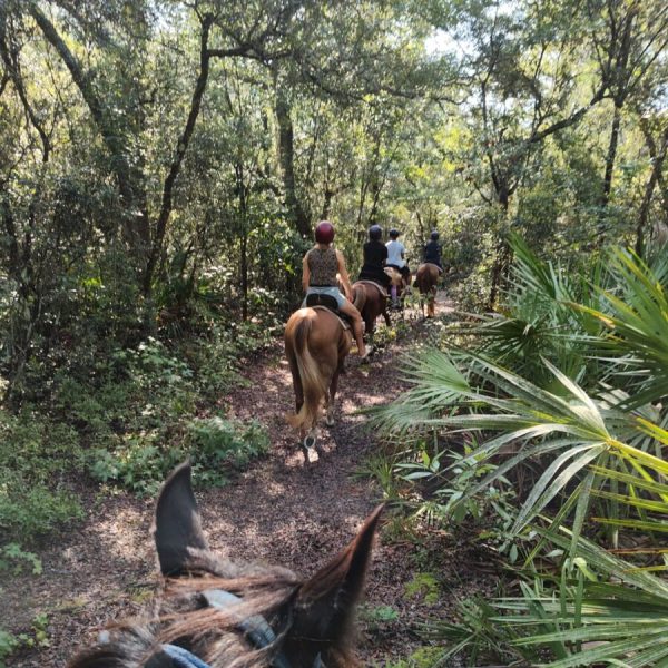 People on horseback riding through a wooded forest trail.
