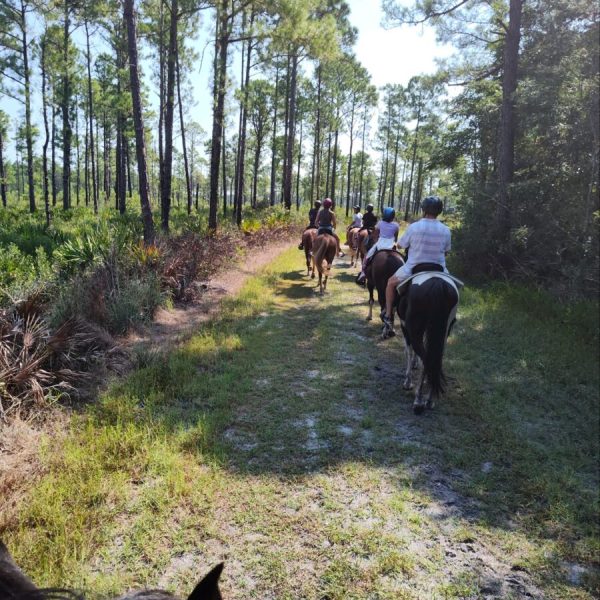 People on horseback riding through a forest trail with tall trees.
