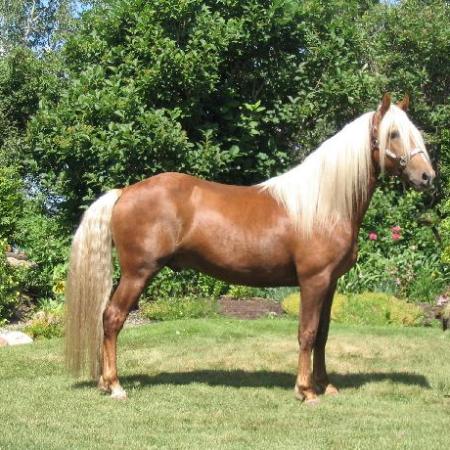 Brown horse with long mane and tail stands on grass in front of bushes.