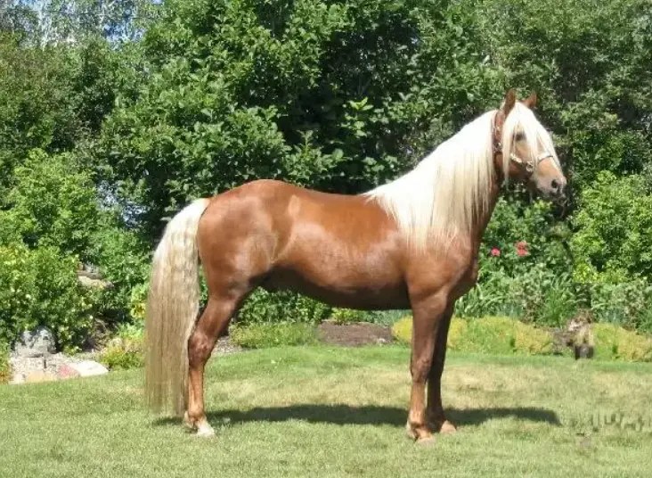 Chestnut horse with long mane standing in a grassy area with trees.