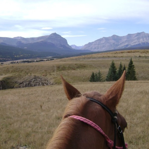 View from horseback, overlooking a grassy field and mountains in the distance.