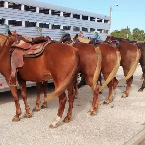 Seven horses with saddles stand tied to a silver horse trailer in a parking area.