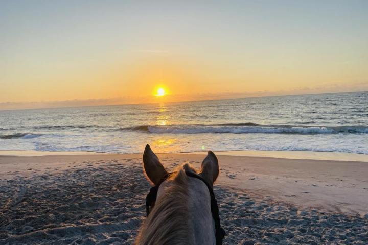 Horse overlooking beach at sunrise with ocean waves in the background.