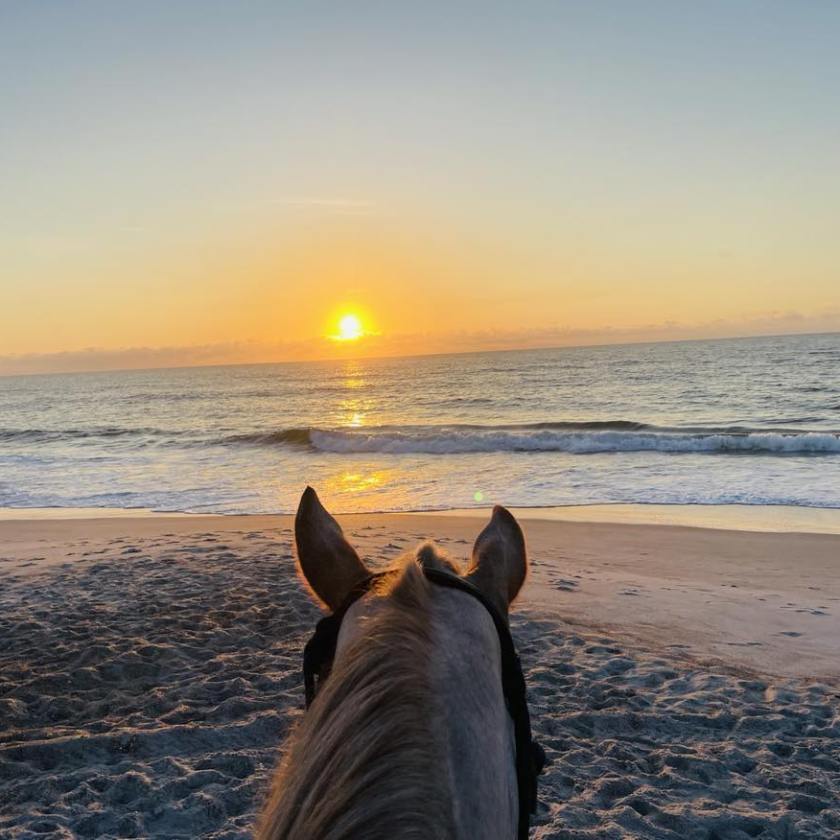 Horse overlooking beach at sunrise with ocean waves in the background.
